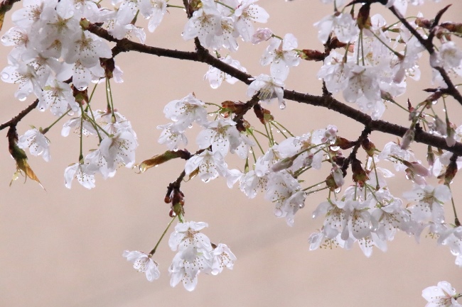 6429-15.4．1容保桜　雨滴.jpg